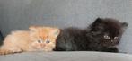 Langharige Kittens, Dieren en Toebehoren, Meerdere dieren, 0 tot 2 jaar