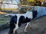 Tinker merrie 8jaar schoft hoogte ca 130cm, Dieren en Toebehoren, Pony's