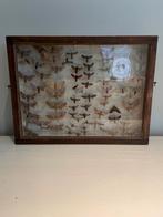 Vintage display box met opgezette motten, Antiek en Kunst, Ophalen