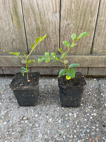 Szechuanpeper (Zanthoxylum simulans) beschikbaar voor biedingen