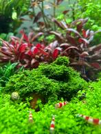Zeer mooie Crystal Red garnalen voor aquarium, Dieren en Toebehoren, Kreeft, Krab of Garnaal