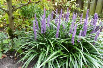 leliegras  Liriope muscari beschikbaar voor biedingen