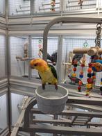 witbuikcaique, Vrouwelijk, Papegaai, Geringd