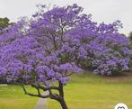 Jacaranda Boom Stekjes, Lente, Minder dan 100 cm, Volle zon, In pot