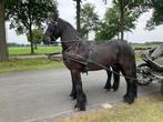 Super span Friese paarden!, Merrie, Gechipt, Niet van toepassing, 11 jaar of ouder