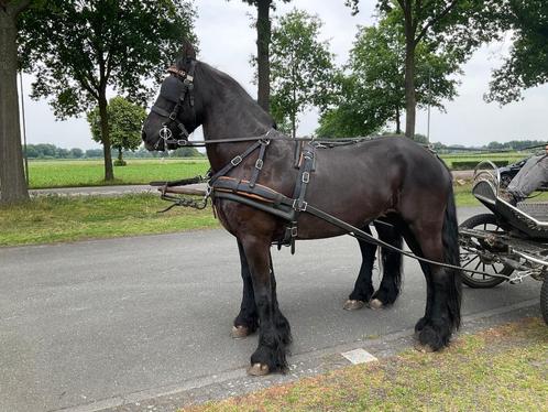 Super span Friese paarden!, Dieren en Toebehoren, Paarden, Merrie, Niet van toepassing, 160 tot 165 cm, 11 jaar of ouder, Tuigpaard