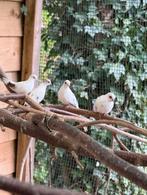 bonte diamantduiven, Dieren en Toebehoren, Vogels | Duiven, Meerdere dieren, Overige soorten