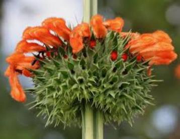 Te Koop : Leonotis leonurus (Leeuwenoor) planten in pot  beschikbaar voor biedingen