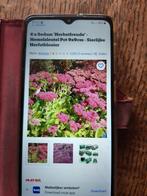 SEDUM, Tuin en Terras, Ophalen of Verzenden, Zomer, Bodembedekkers, Volle zon