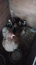 Kuiken brahma, Dieren en Toebehoren, Pluimvee, Meerdere dieren, Kip