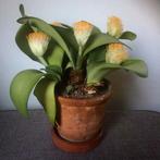 Poederkwast (Haemanthus albiflos) planten geworteld vetplant, Overige soorten, Ophalen of Verzenden, Minder dan 100 cm, Bloeiende kamerplant