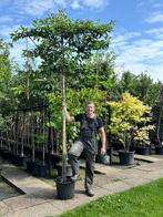 Groenblijvende leivorm bomen mooie kwaliteit, eerlijk advies, Tuin en Terras, Planten | Bomen, Ophalen, Volle zon