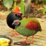 Broedeieren Roul roul, Dieren en Toebehoren, Vogels | Overige Vogels, Geslacht onbekend, Tropenvogel