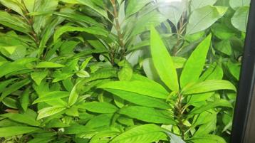 Mooie Aquariumplanten Nomaphila stricta beschikbaar voor biedingen