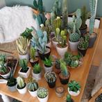 Kunststof cactussen, Ophalen, Gebruikt