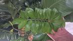 Zamioculcas zamiifolia, Ophalen of Verzenden, Overige soorten