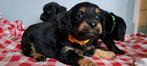 Kruising Engelse cockerspaniel pups. Type cockerpoo, Dieren en Toebehoren, Overige rassen, 8 tot 15 weken, Meerdere, Meerdere dieren