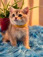 Brits / Britse Korthaar kittens, raszuiver, ingeënt, Meerdere dieren, Gechipt, 0 tot 2 jaar