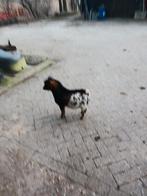Dek bokje te koop, Mannelijk, Geit