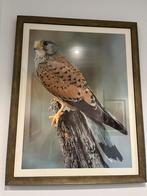 Vogel in mooie lijst, Ophalen, Zo goed als nieuw, Hout, Minder dan 50 cm