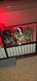 Mooie puppy's kruising tussen een bullterrier en pomsky, Dieren en Toebehoren, Bull Terriër, CDV (hondenziekte), 8 tot 15 weken