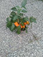 Paprika planten, Volle zon, Groenteplanten, Eenjarig, Ophalen of Verzenden