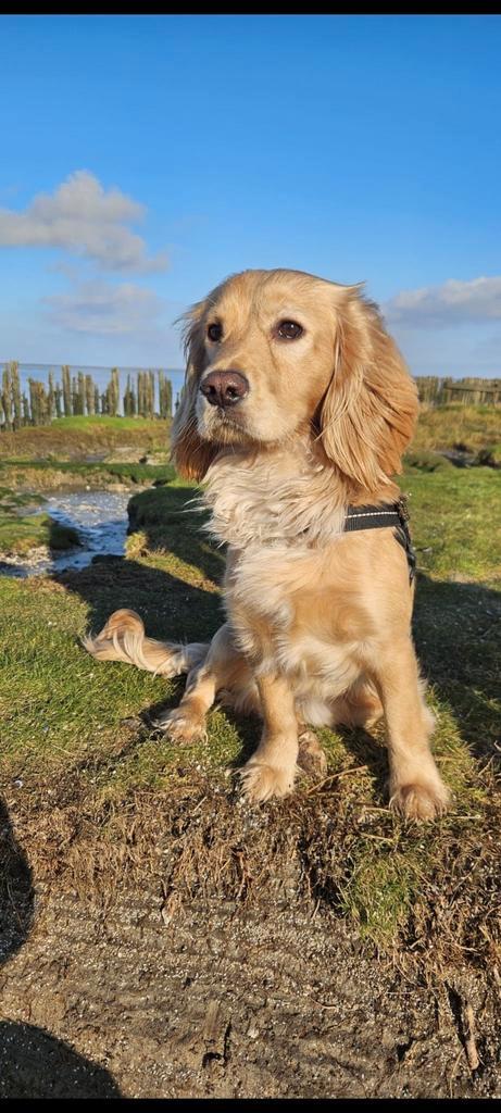 Engelse working cocker spaniel dekreu, Dieren en Toebehoren, Honden | Retrievers, Spaniëls en Waterhonden, Reu, Spaniël, Particulier