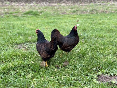 Barnevelder krielkippen bruin gezoomd hen gesekst + ingeënt, Dieren en Toebehoren, Pluimvee, Kip, Vrouwelijk