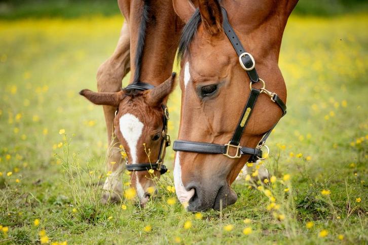 TiCi luxe anatomisch lederen halster "Bunga" met naamplaatje, Dieren en Toebehoren, Paarden en Pony's | Hoofdstellen en Tuigage