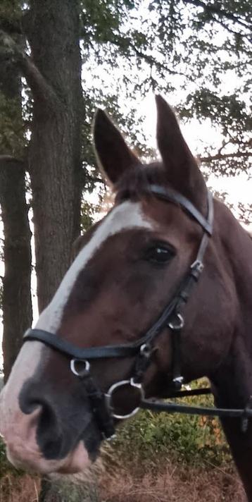 Rambo micklem competition bridle full beschikbaar voor biedingen