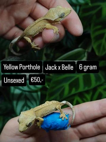0.0.1 yellow phantom porthole wimpergekko 2025  beschikbaar voor biedingen