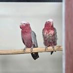 Kweekkoppel rosé kaketoes, Dieren en Toebehoren, Meerdere dieren, Papegaai
