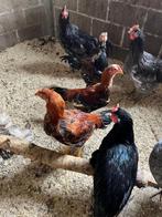 Indio Gigante en La Fléche hanen en hennen te koop, Meerdere dieren, Kip