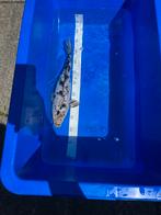 Shiro utsuri, Dieren en Toebehoren, Vissen | Vijvervissen, Karper of Koi