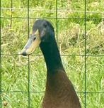 Mooie reebruine loopeenden, Meerdere dieren, Eend