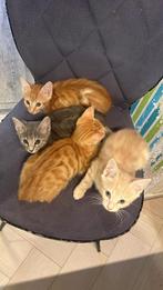 Rode halfbengalse kittens, Meerdere dieren, Ontwormd, 0 tot 2 jaar