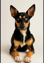 Super leuke huskey x herder, Dieren en Toebehoren, Hondenriemen, Ophalen of Verzenden, Zo goed als nieuw