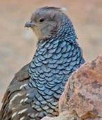 Blauwschubben kwartels, Mannelijk