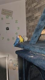 7 argeponissen dwerg papagaai argaponis 2kopeltjes en 3 jonk, Papegaai, Tam