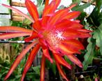 cactus - Epiphyllum CORAL DANCE, Ophalen of Verzenden, Cactus, Volle zon, Minder dan 100 cm