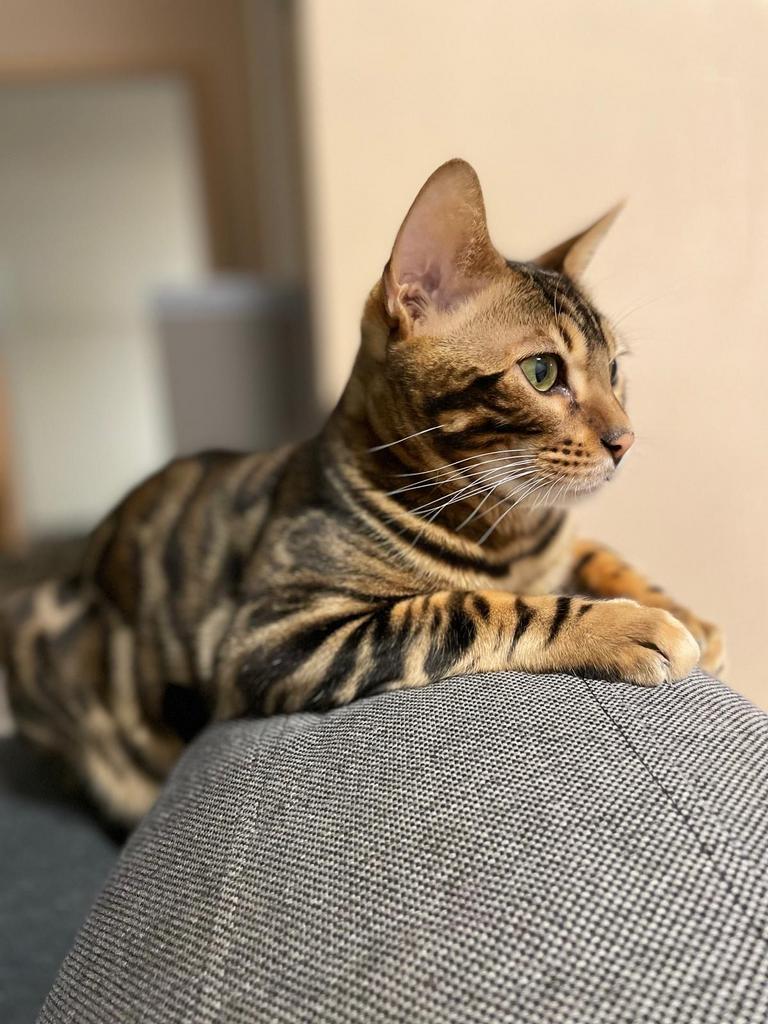 Bengaalse kat 5 jaar gechipt TOP verzekerd, Kater, Gechipt, 3 tot 5 jaar