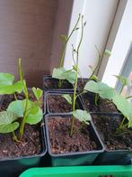 Zoete Bataat Stekken - Oranje Zoete Aardappel, Ophalen, Volle zon, Groenteplanten, Eenjarig