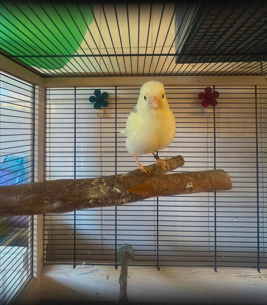 Kanarie Man, Dieren en Toebehoren, Vogels | Kanaries, Mannelijk, Kleurkanarie