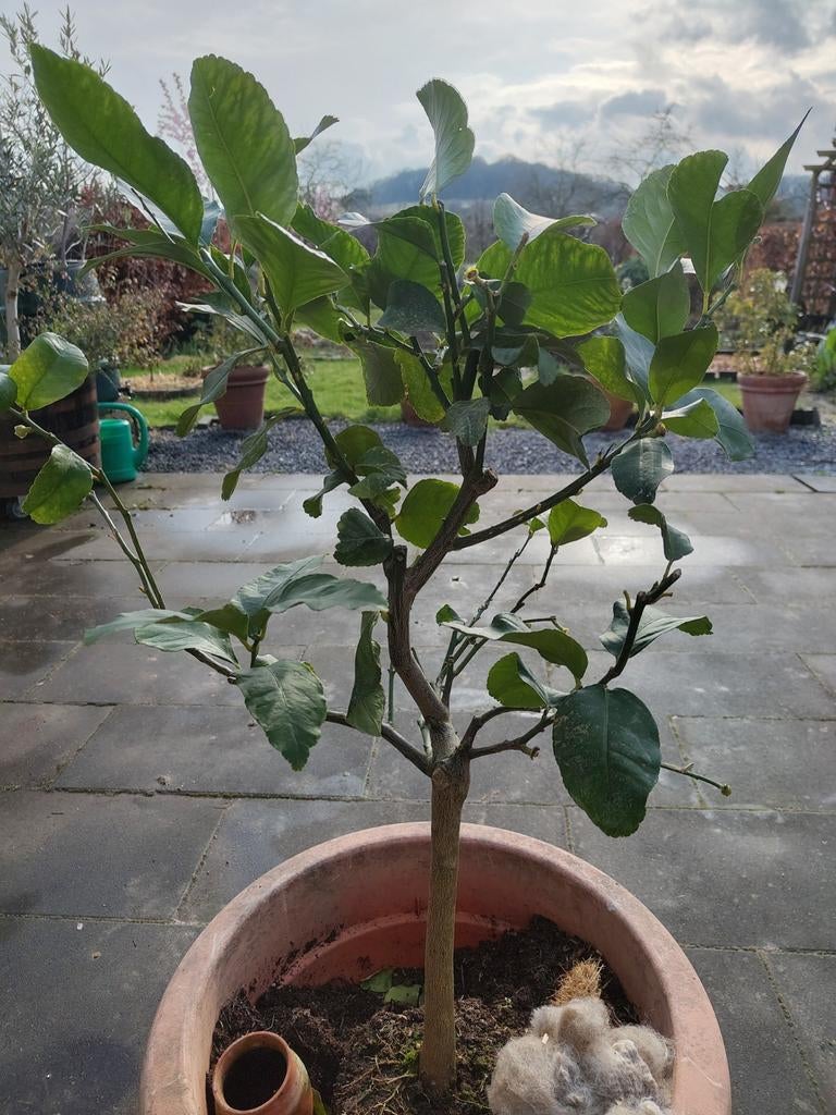 Citroen "Femminello Carrubaro", Ophalen of Verzenden, Volle zon, Overige soorten