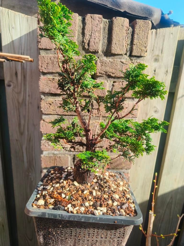 Hinoki Cypress Bonsai - Chamaecyparis Obtusa, Tuin en Terras, Planten | Bomen, Ophalen of Verzenden, Bloeit niet, Overige soorten