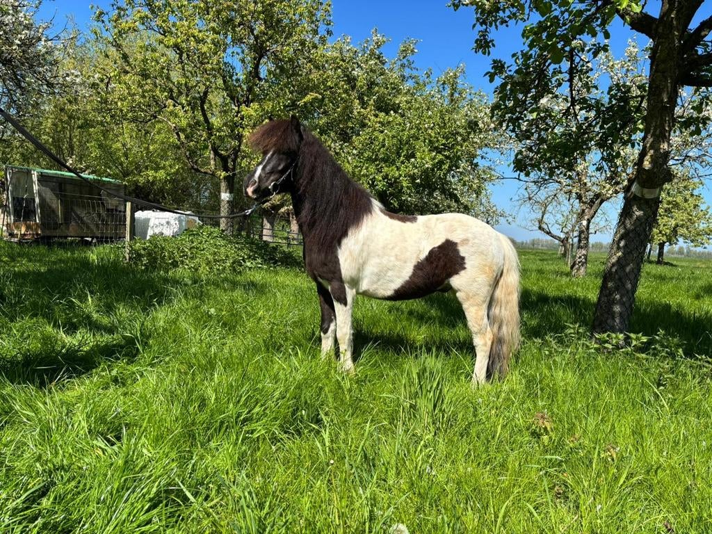 Mooie alround sportpony, Dieren en Toebehoren, Pony's, Ruin, A pony (tot 1.17m), Ontwormd, 0 tot 2 jaar