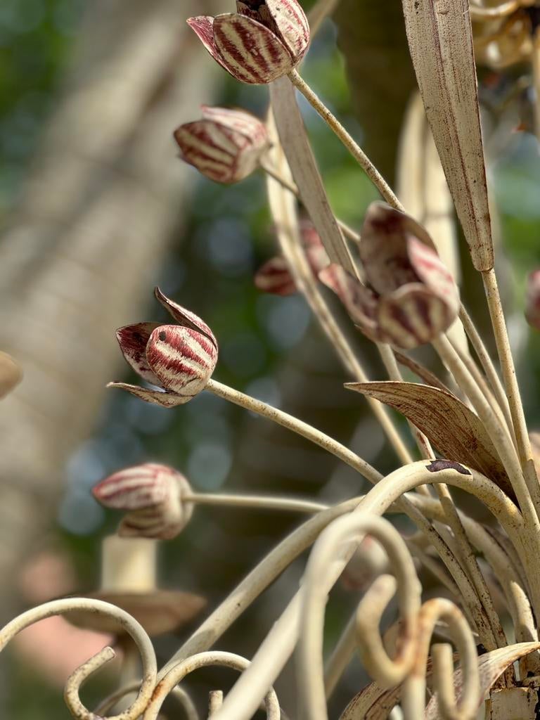 Prachtige Antieke kroonluchter met 8 lichtpunten, Ophalen of Verzenden, Gebruikt, Metaal, Brocante barok