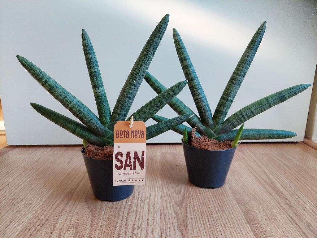 Sansevieria Boncel - Sanseveria / Vrouwentong H: 30 cm., Ophalen, Vetplant, Halfschaduw, Minder dan 100 cm