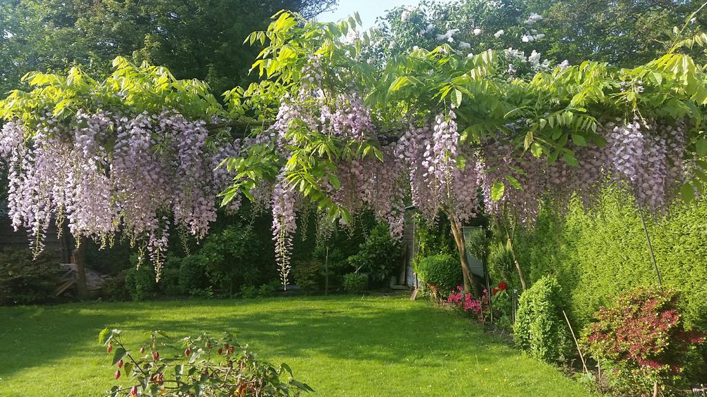 Zaden van blauwe regan, Ophalen of Verzenden