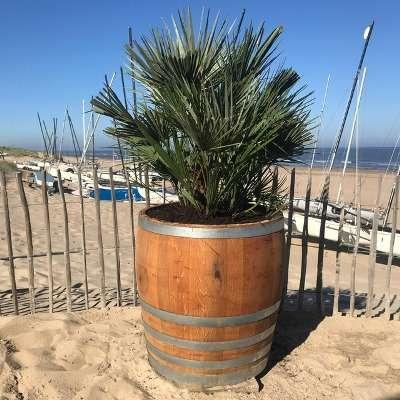 Halve wijnvaten, compleet voorzien van planten geplaatst, Tuin en Terras, Bloembakken en Plantenbakken, Niet ingevuld, Niet ingevuld